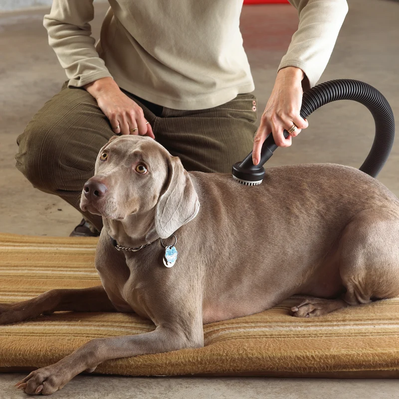 Shop-Vac® 1-1/4 inch diameter Dog Grooming Tool